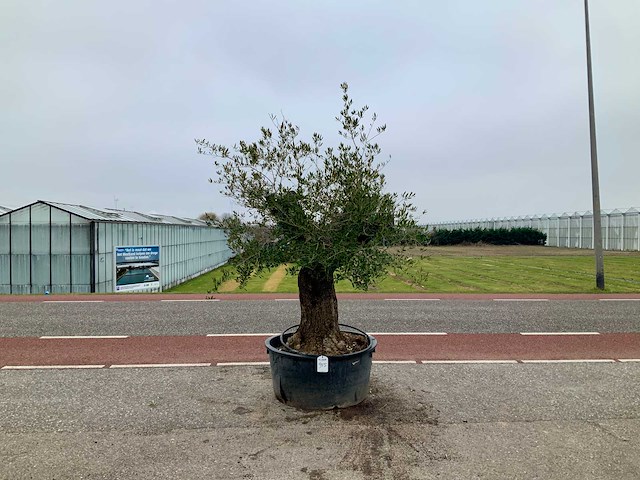 Olijfboom (olea europaea lessini) - afbeelding 1 van  1