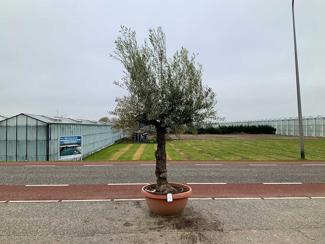 Olijfboom (olea europaea lessini) - afbeelding 1 van  1