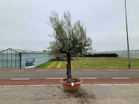 Olijfboom (olea europaea lessini) - afbeelding 1 van  1