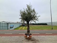 Olijfboom (olea europaea lessini) - afbeelding 1 van  1