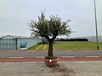 Olijfboom (olea europaea lessini) - afbeelding 1 van  1