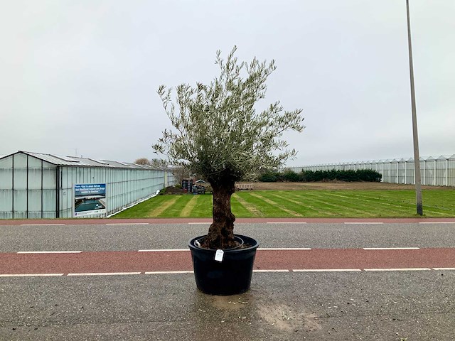 Olijfboom (olea europaea lessini) - afbeelding 1 van  1