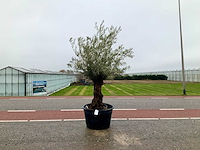 Olijfboom (olea europaea lessini) - afbeelding 1 van  1