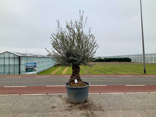 Olijfboom (olea europaea lessini) - afbeelding 1 van  1