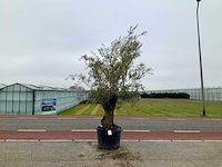 Olijfboom (olea europaea lessini) - afbeelding 1 van  1