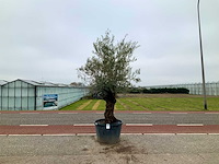 Olijfboom (olea europaea lessini) - afbeelding 1 van  1