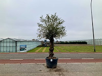 Olijfboom (olea europaea lessini) - afbeelding 1 van  1