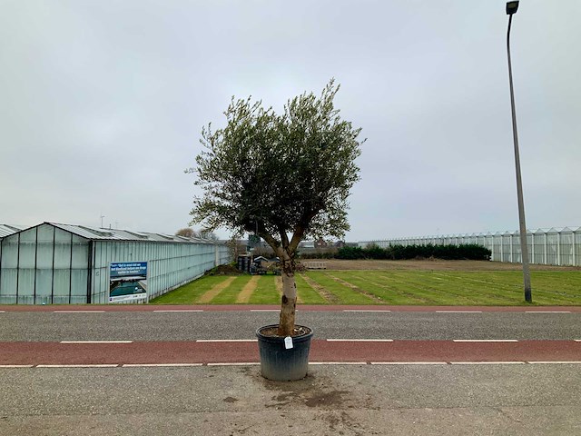 Olijfboom (olea europaea lessini) - afbeelding 1 van  1