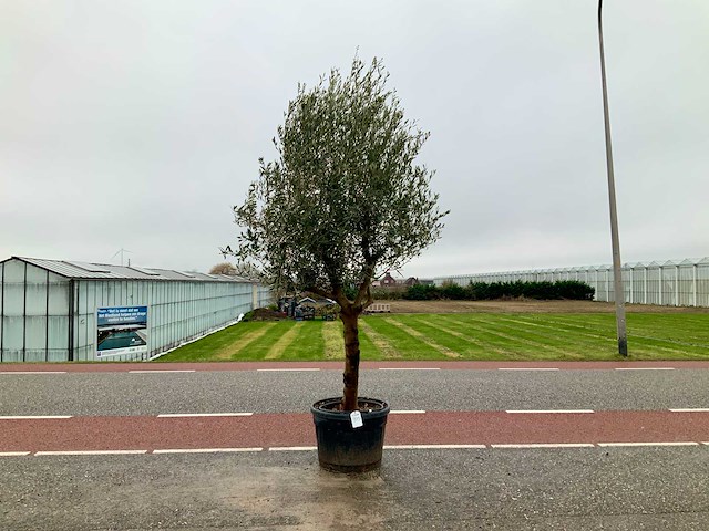 Olijfboom (olea europaea lessini) - afbeelding 1 van  1