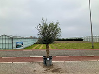 Olijfboom (olea europaea lessini) - afbeelding 1 van  1