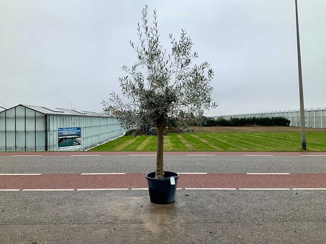 Olijfboom (olea europaea lessini) - afbeelding 1 van  1