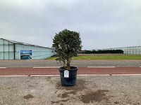 Olijfboom (olea europaea lessini) - afbeelding 1 van  1