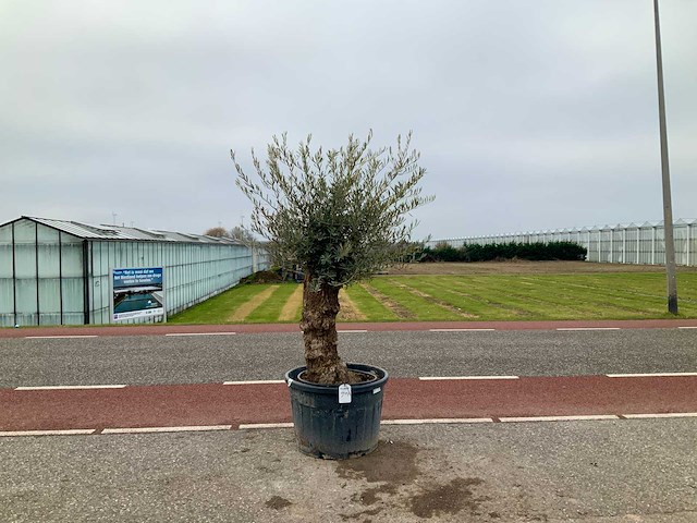Olijfboom (olea europaea lessini) - afbeelding 1 van  1