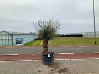 Olijfboom (olea europaea lessini) - afbeelding 1 van  1