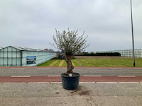 Olijfboom (olea europaea lessini) - afbeelding 1 van  1