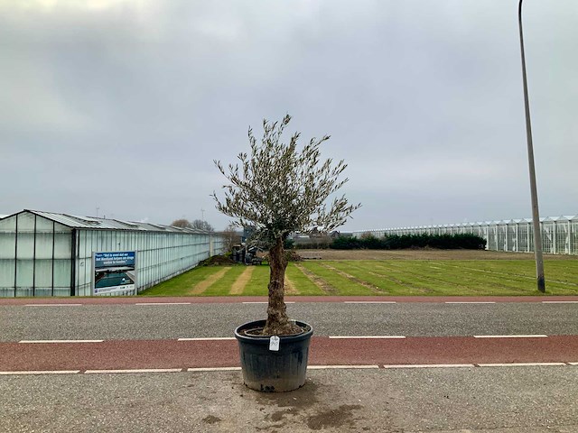 Olijfboom (olea europaea lessini) - afbeelding 1 van  1