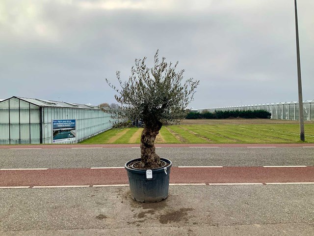 Olijfboom (olea europaea lessini) - afbeelding 1 van  1