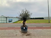 Olijfboom (olea europaea lessini) - afbeelding 1 van  1