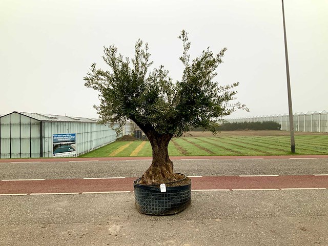 Olijfboom (olea europaea lessini) - afbeelding 1 van  1