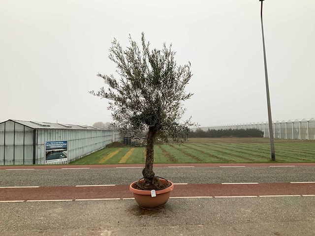 Olijfboom (olea europaea lessini) - afbeelding 1 van  1