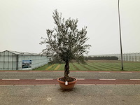 Olijfboom (olea europaea lessini) - afbeelding 1 van  1