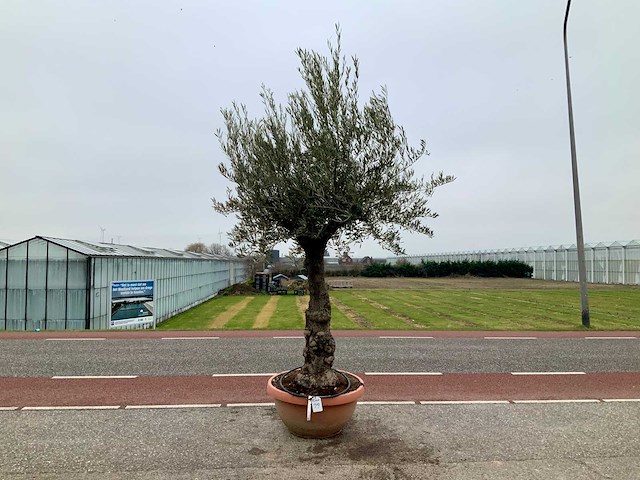 Olijfboom (olea europaea lessini) - afbeelding 1 van  1