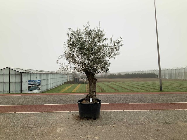 Olijfboom (olea europaea lessini) - afbeelding 1 van  1
