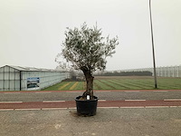 Olijfboom (olea europaea lessini) - afbeelding 1 van  1