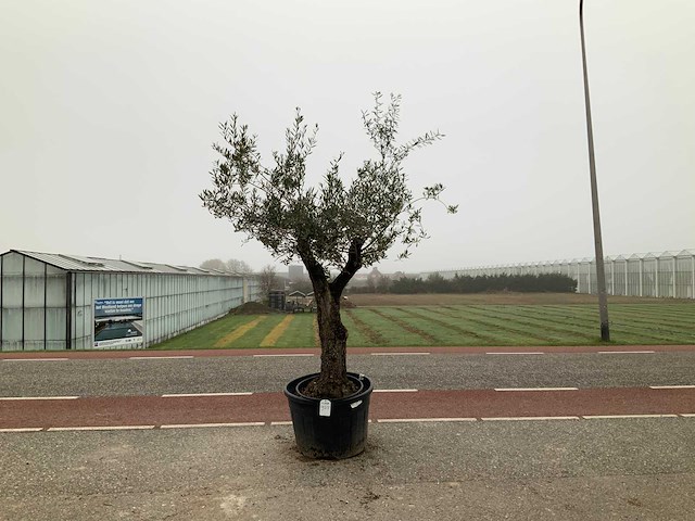 Olijfboom (olea europaea lessini) - afbeelding 1 van  1