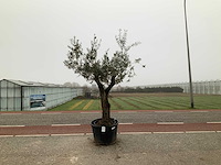 Olijfboom (olea europaea lessini) - afbeelding 1 van  1