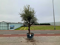 Olijfboom (olea europaea lessini) - afbeelding 1 van  1
