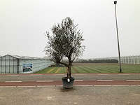 Olijfboom (olea europaea lessini) - afbeelding 1 van  1