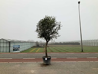 Olijfboom (olea europaea lessini) - afbeelding 1 van  1