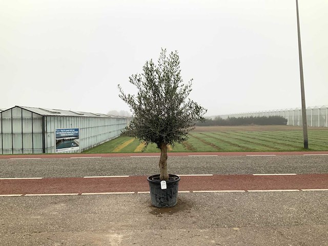 Olijfboom (olea europaea lessini) - afbeelding 1 van  1