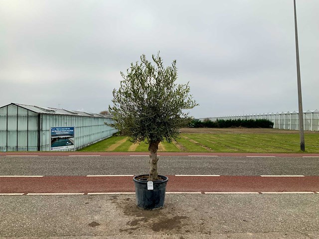 Olijfboom (olea europaea lessini) - afbeelding 1 van  1