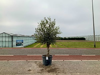 Olijfboom (olea europaea lessini) - afbeelding 1 van  1