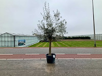 Olijfboom (olea europaea lessini) - afbeelding 1 van  1