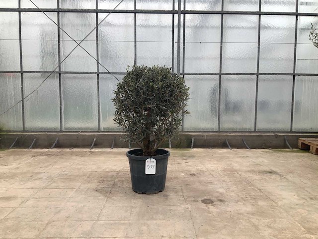 Olijfboom (olea europaea lessini) - afbeelding 1 van  1