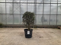 Olijfboom (olea europaea lessini) - afbeelding 1 van  1