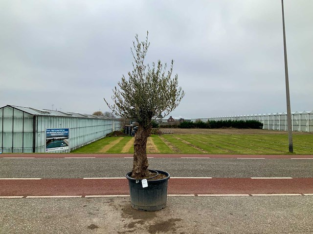 Olijfboom (olea europaea lessini) - afbeelding 1 van  1