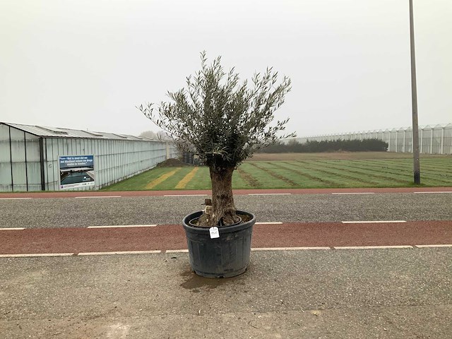 Olijfboom (olea europaea lessini) - afbeelding 1 van  1