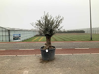 Olijfboom (olea europaea lessini) - afbeelding 1 van  1