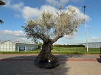 Olijfboom (olea europaea lessini) - afbeelding 1 van  1