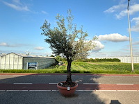 Olijfboom (olea europaea lessini) - afbeelding 1 van  1