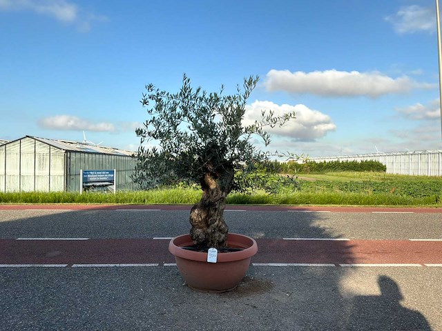 Olijfboom (olea europaea lessini) - afbeelding 1 van  1