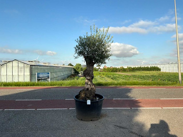 Olijfboom (olea europaea lessini) - afbeelding 1 van  1