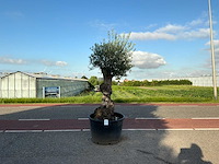 Olijfboom (olea europaea lessini) - afbeelding 1 van  1