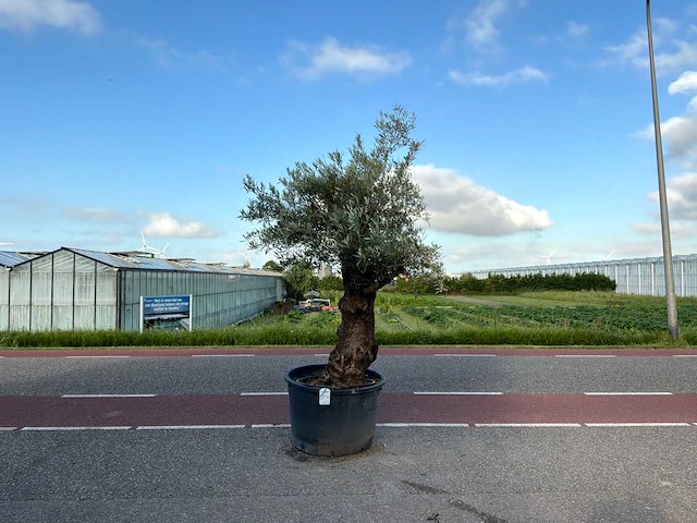 Olijfboom (olea europaea lessini) - afbeelding 1 van  1