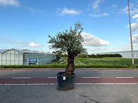 Olijfboom (olea europaea lessini) - afbeelding 1 van  1