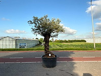 Olijfboom (olea europaea lessini) - afbeelding 1 van  1